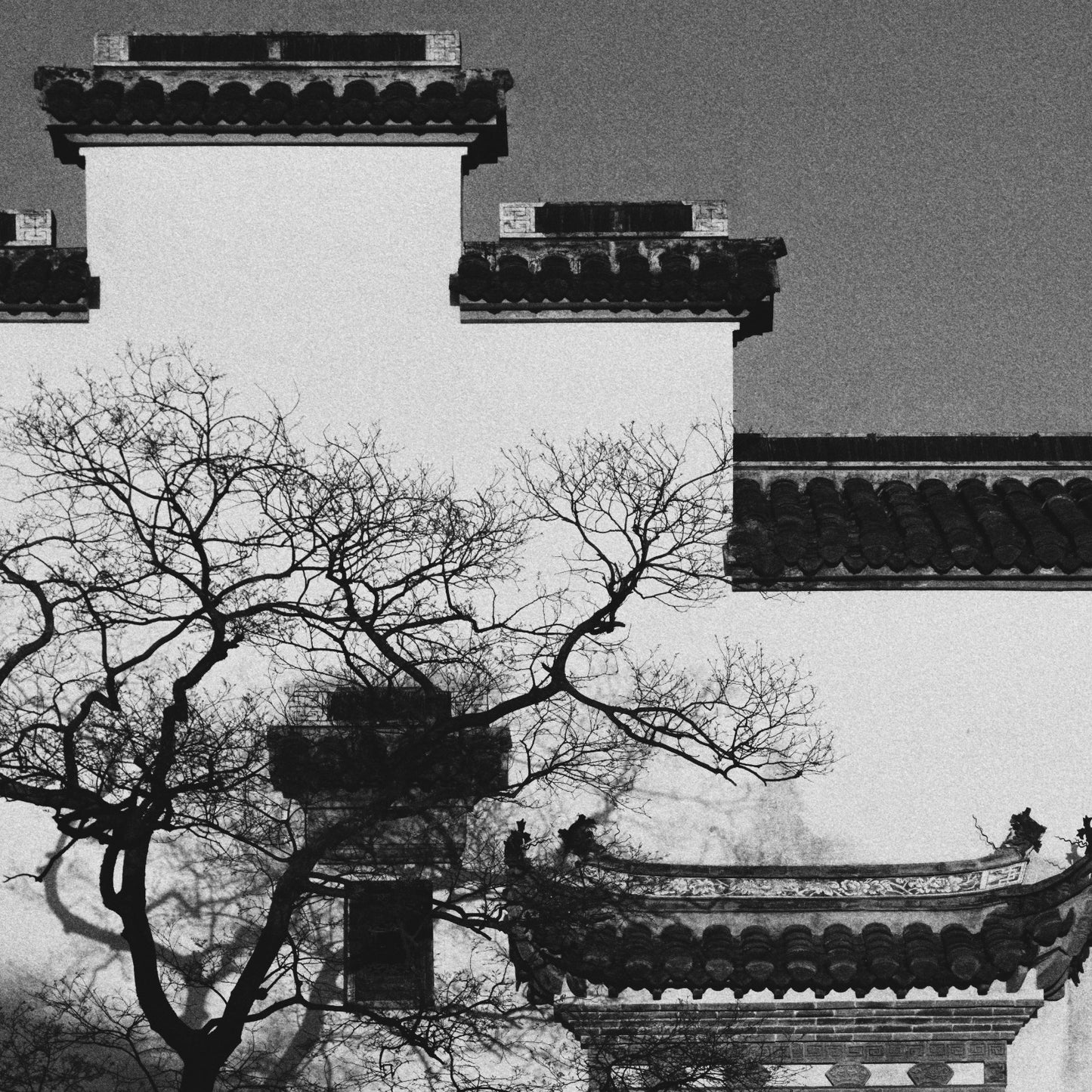 Silhouetted tree branches against traditional Chinese rooftops.