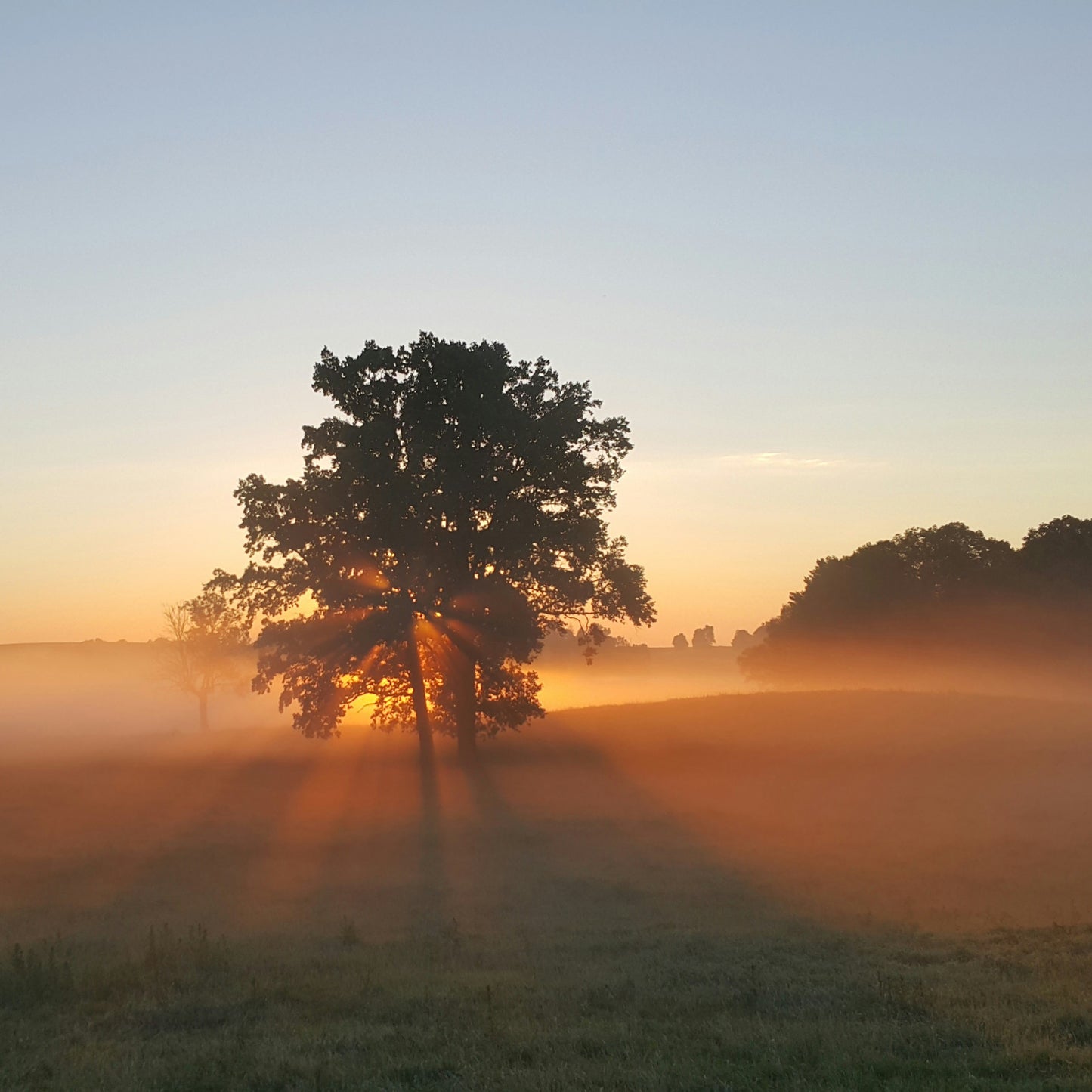 Misty sunrise behind a tree in a quiet meadow