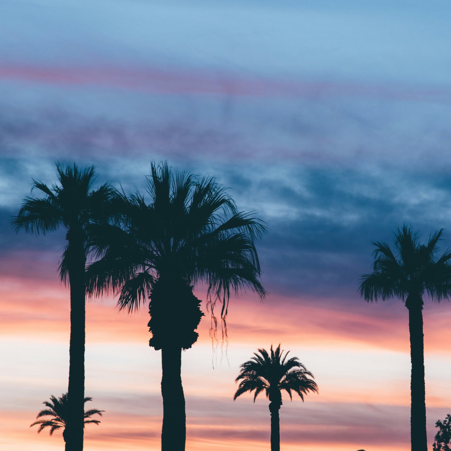 Palm trees at dusk under a violet-pink sky