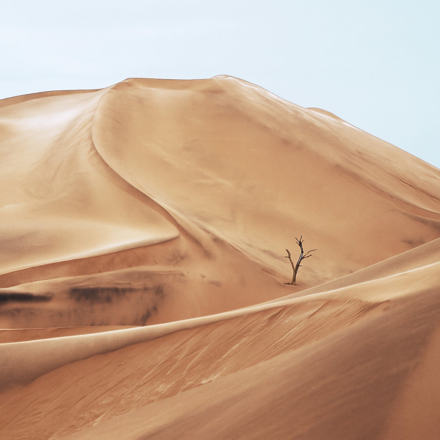 Solitary tree stands in sweeping sand dunes under a pale blue sky.