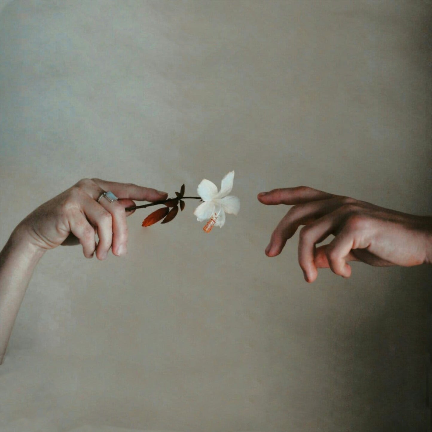Two hands delicately exchange a white flower against a soft neutral background.