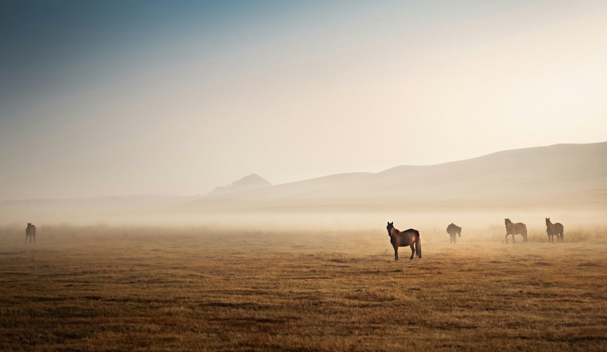 Wild horses standing in a misty golden field at dawn