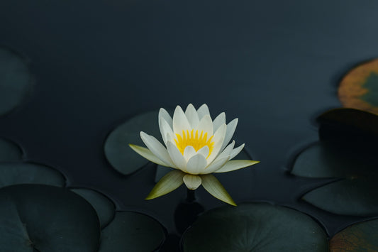 Lotus in incense: Flower of Stillness and Awakening