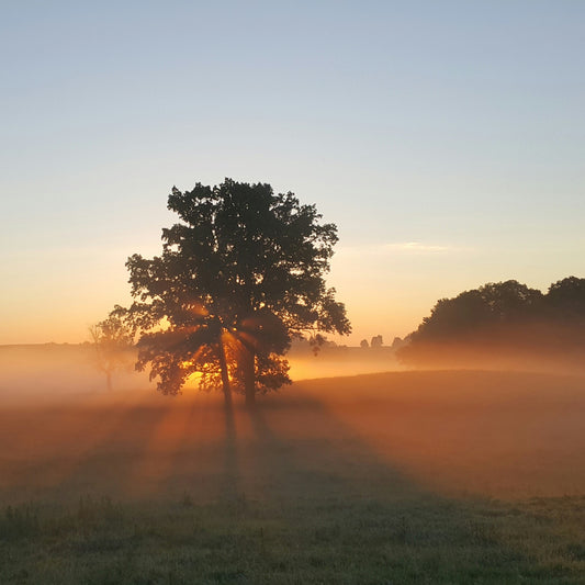 Misty sunrise behind a tree in a quiet meadow