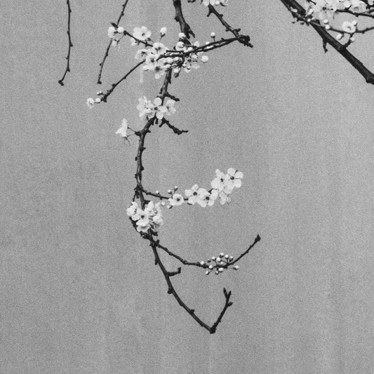 Delicate white plum blossoms on dark branches against a soft wall.
