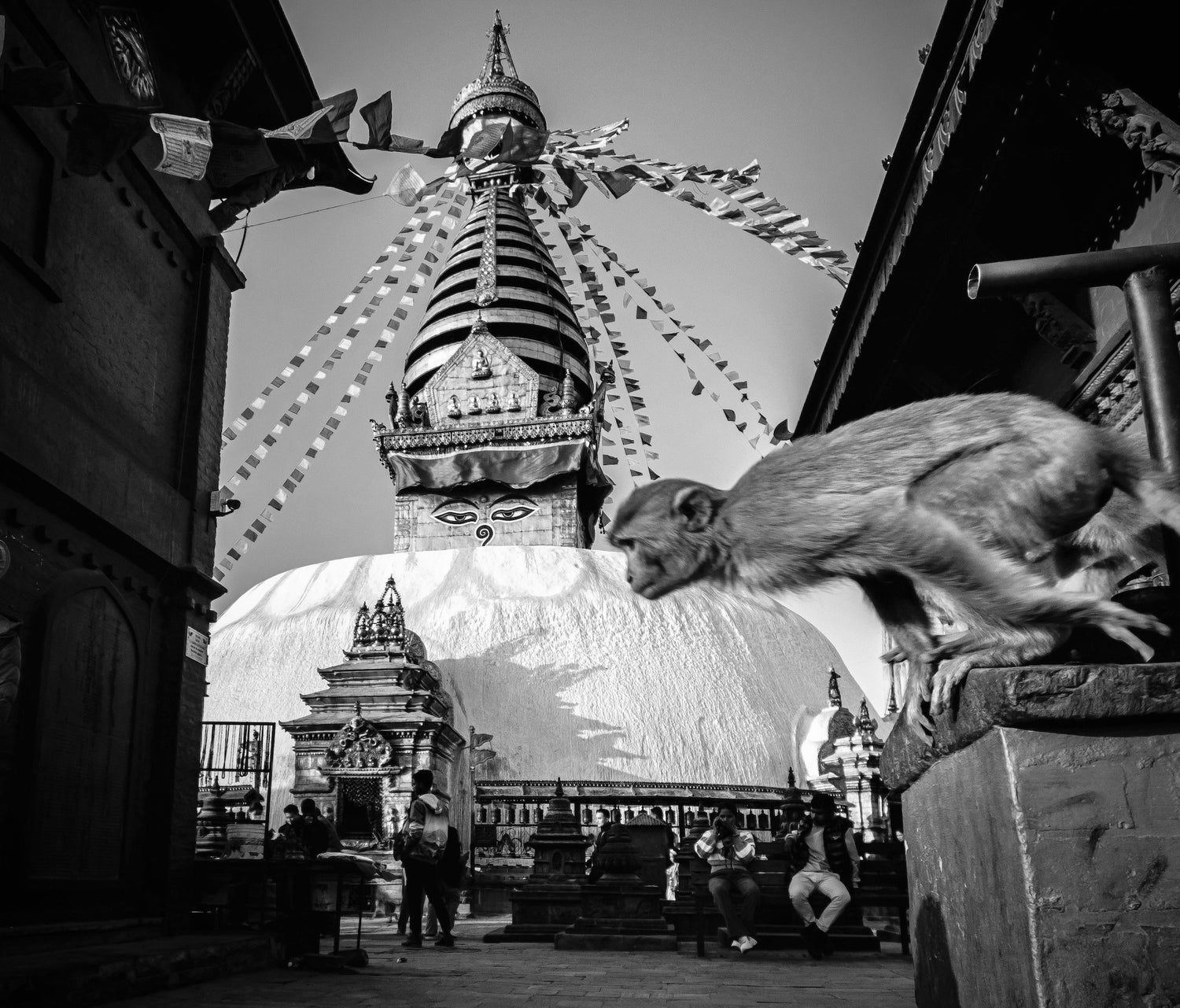 Monkey leaping near Nepalese stupa with prayer flags flying
